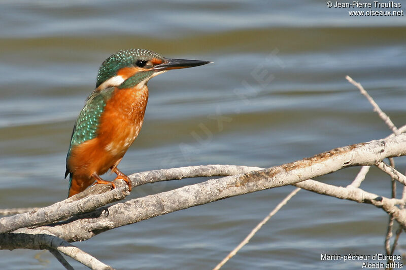 Martin-pêcheur d'Europe femelle