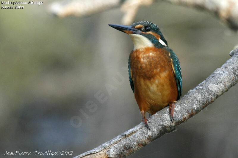 Common Kingfisher female