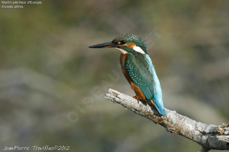 Common Kingfisher female