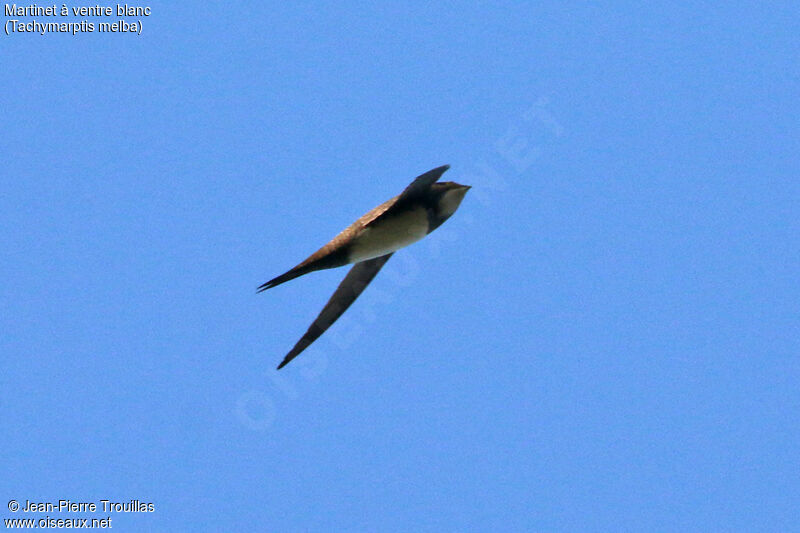 Alpine Swift