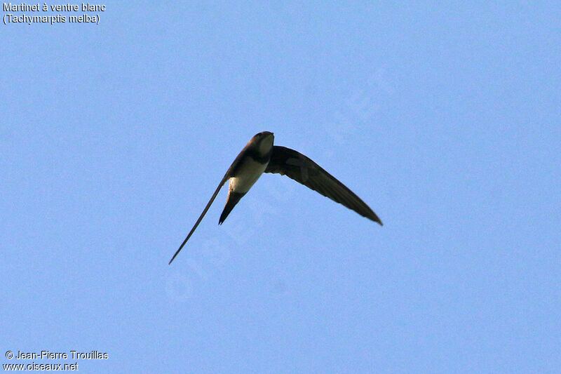 Alpine Swift