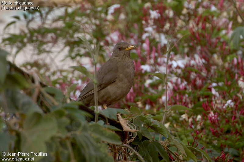 Chiguanco Thrush