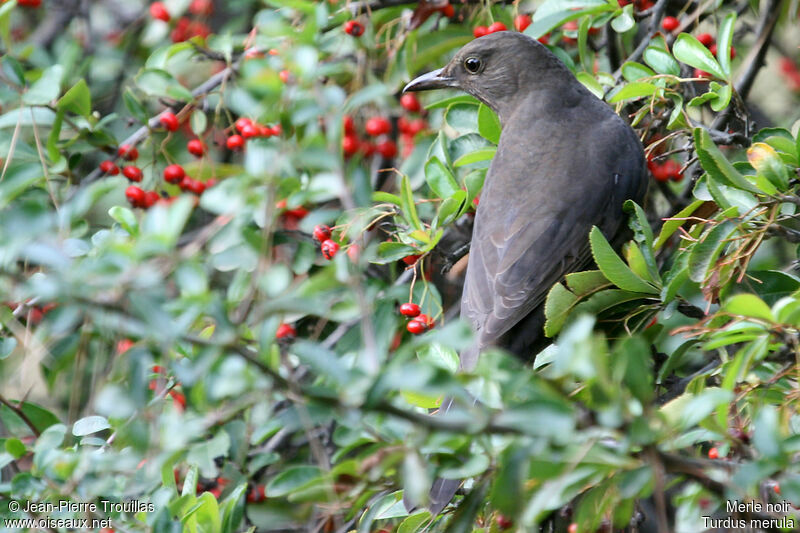 Common Blackbird