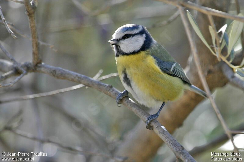 Mésange bleue