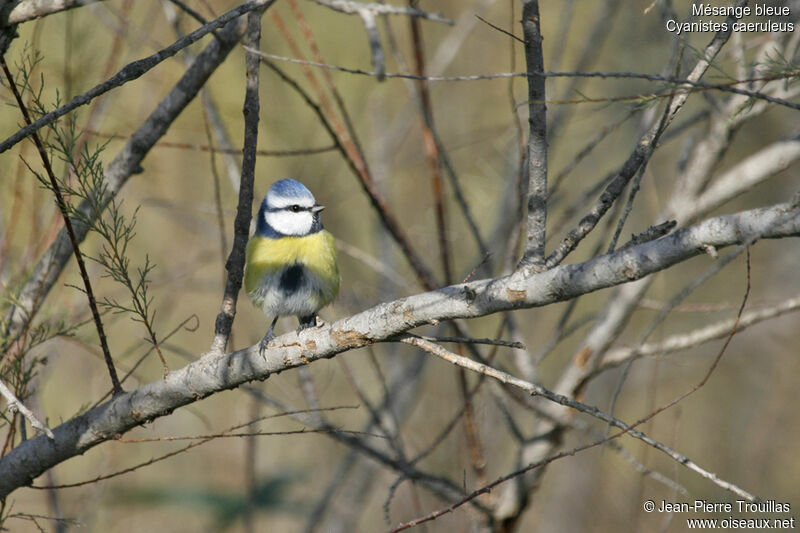 Mésange bleue