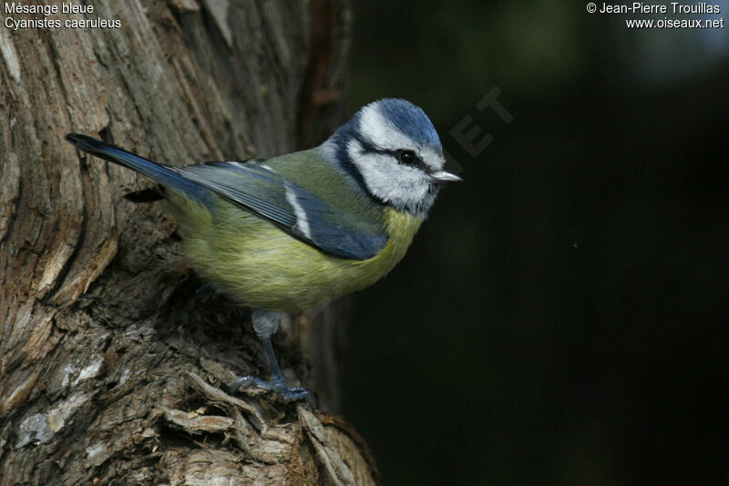 Mésange bleue