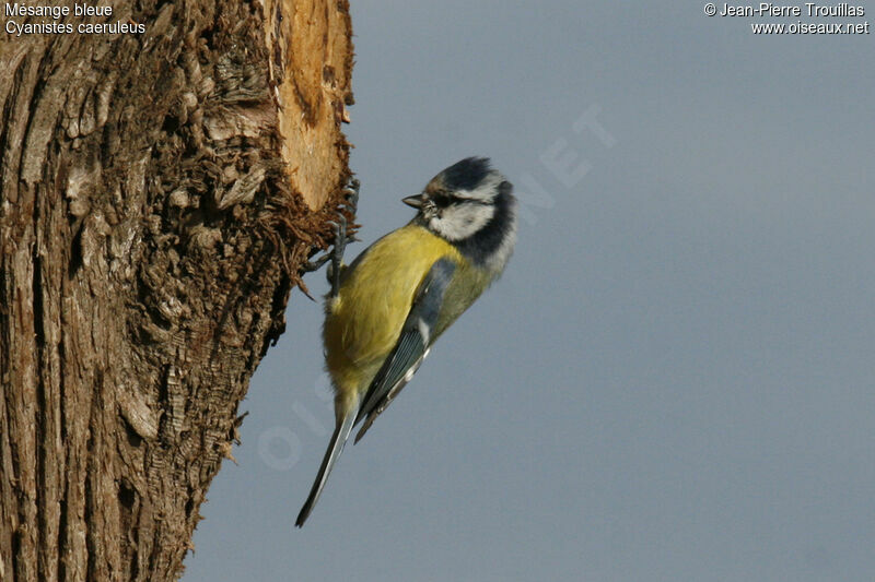 Mésange bleue