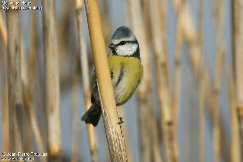 Mésange bleue