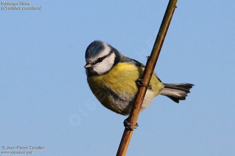 Eurasian Blue Tit