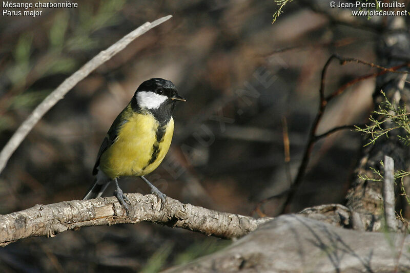 Mésange charbonnière