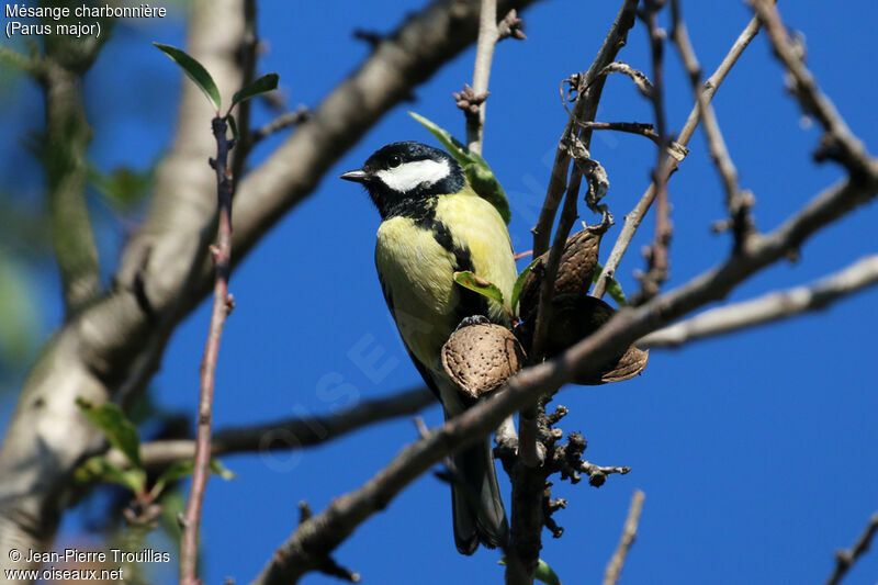 Mésange charbonnière