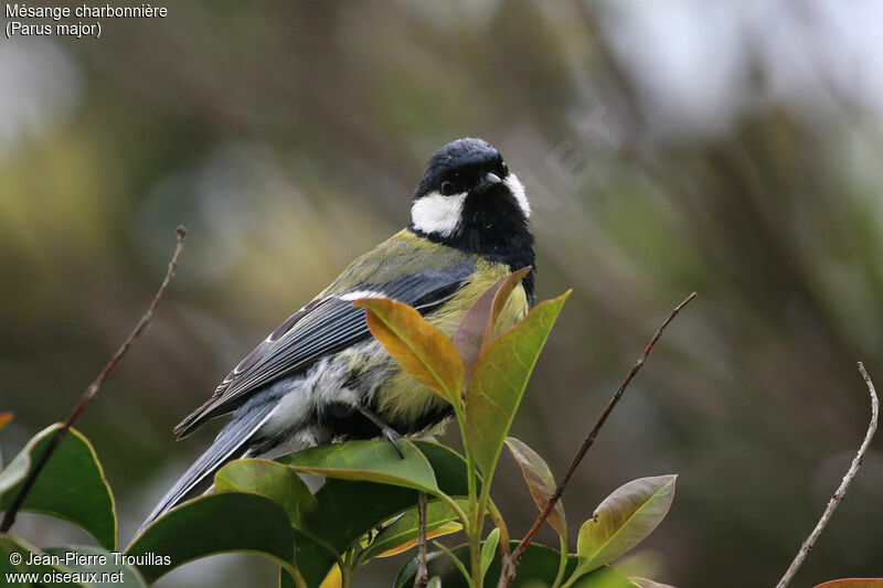 Mésange charbonnière