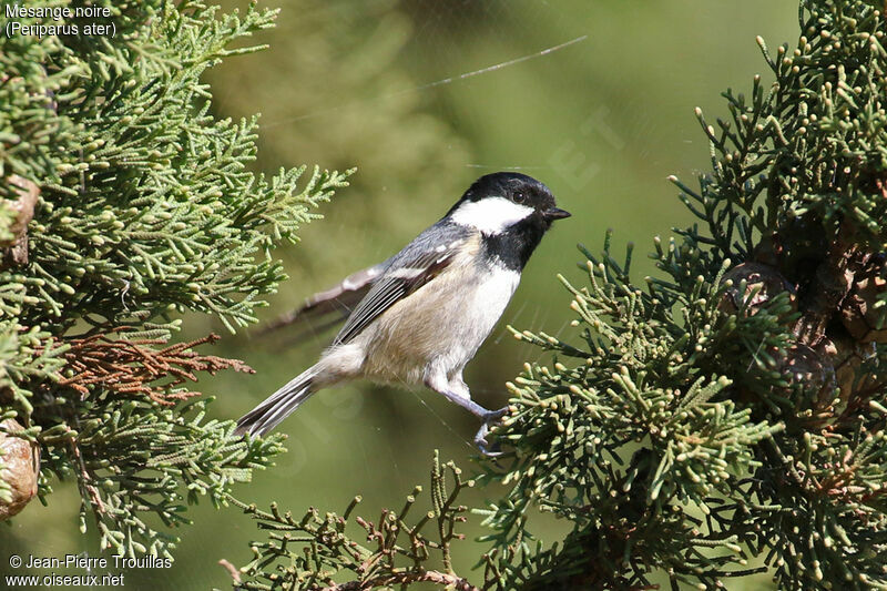 Coal Tit