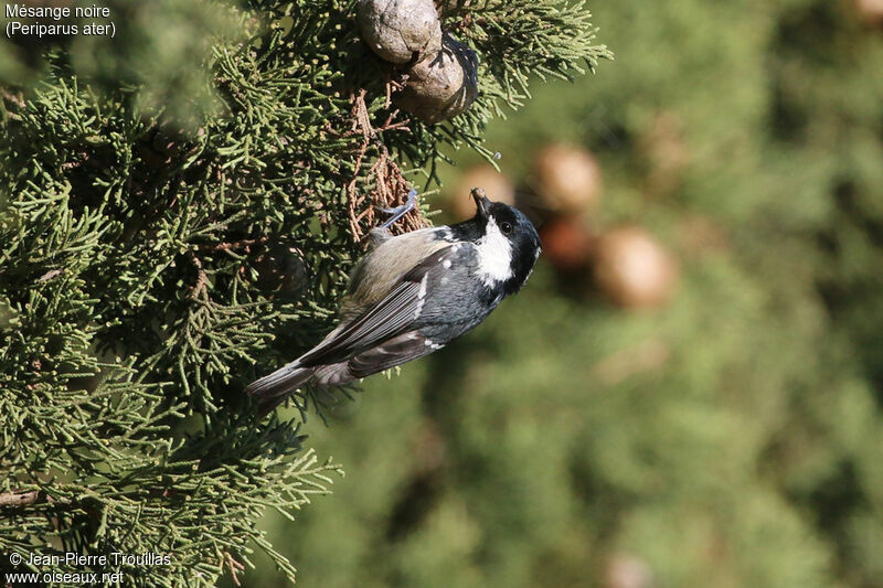 Coal Tit