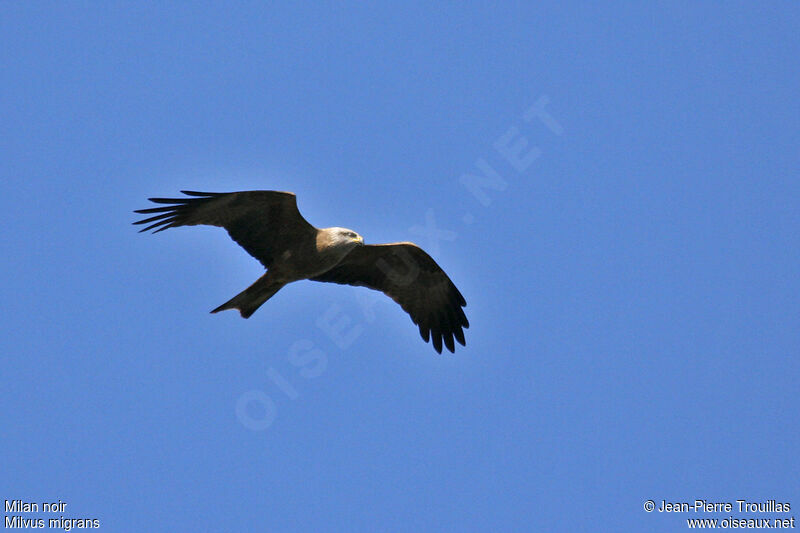 Black Kite