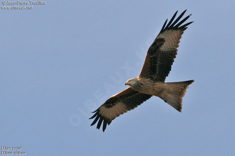 Red Kite