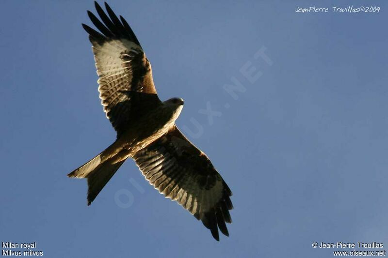 Red Kite