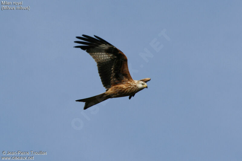 Red Kite