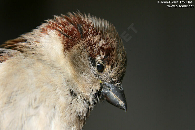 House Sparrow