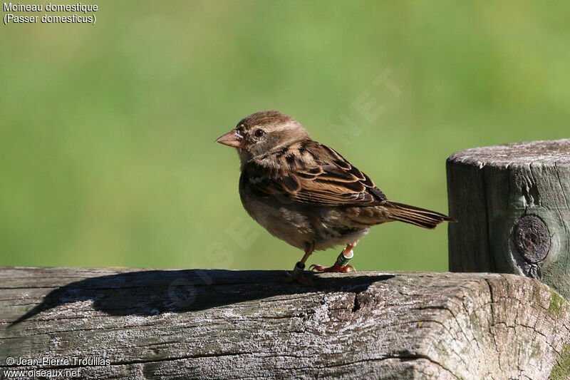 Moineau domestique