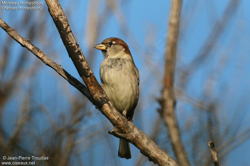 House Sparrow