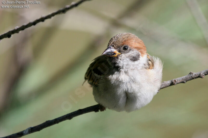 Eurasian Tree Sparrow