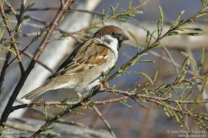 Moineau friquet