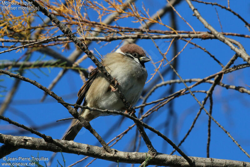 Moineau friquet