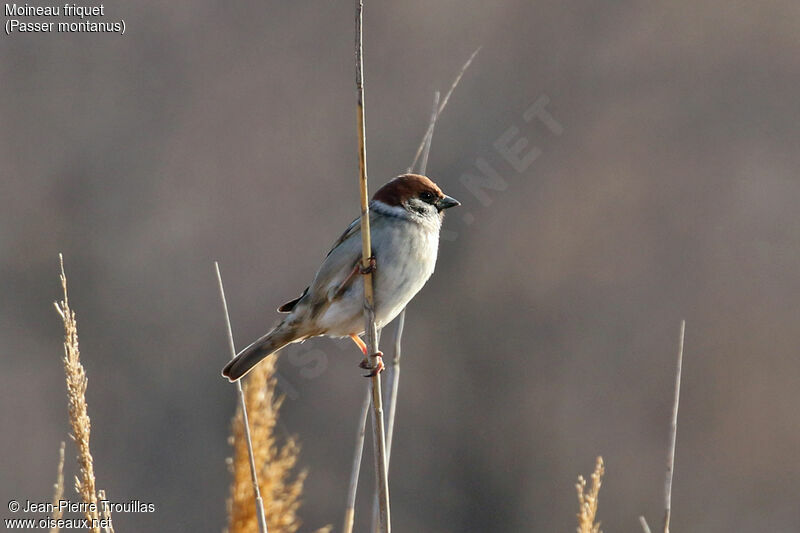 Eurasian Tree Sparrow