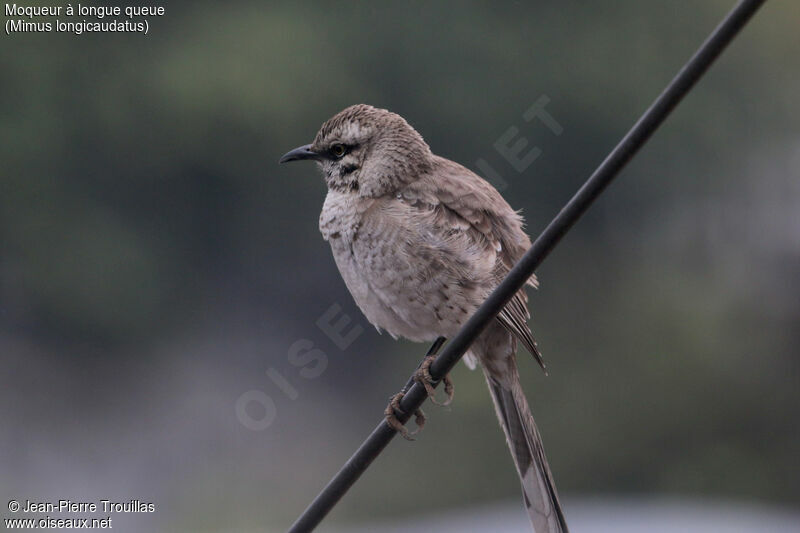 Long-tailed Mockingbird