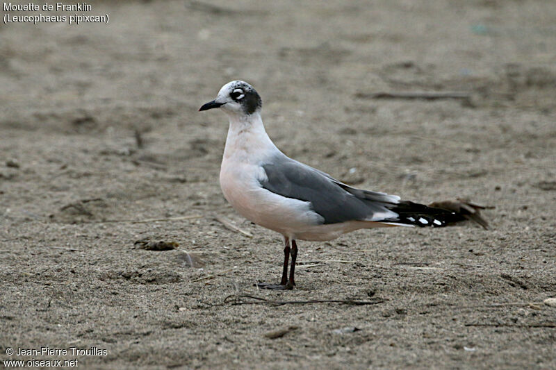 Mouette de Franklin