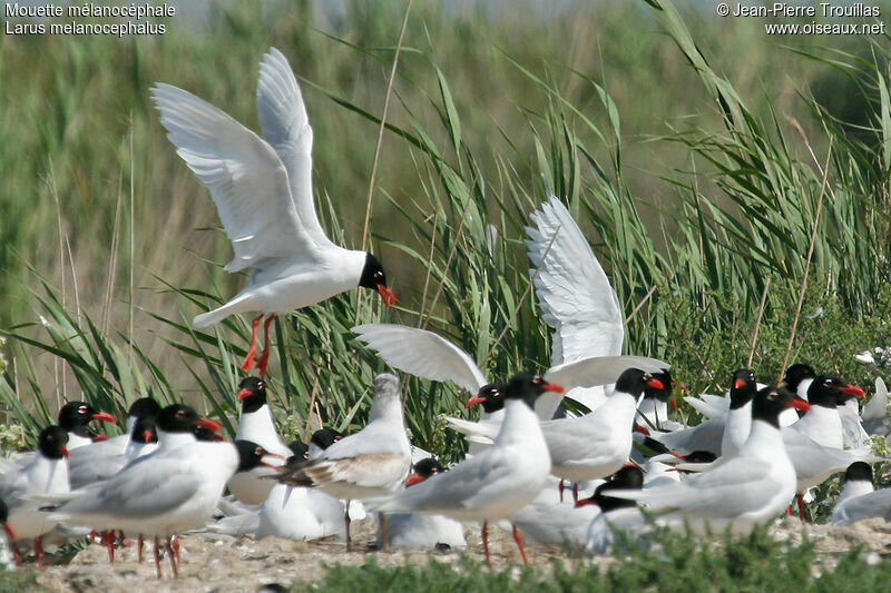 Mouette mélanocéphale