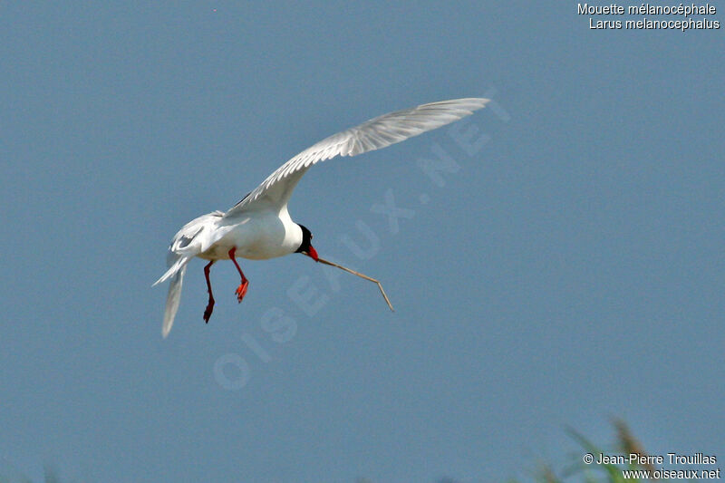 Mouette mélanocéphaleadulte