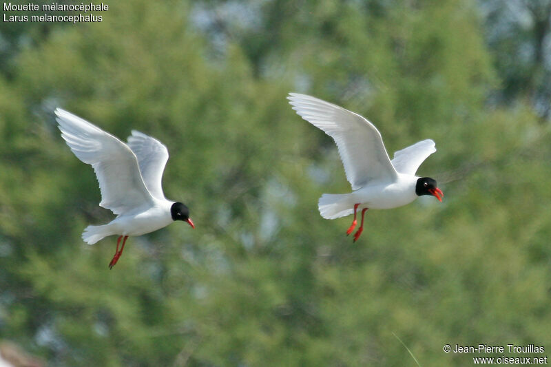 Mouette mélanocéphale