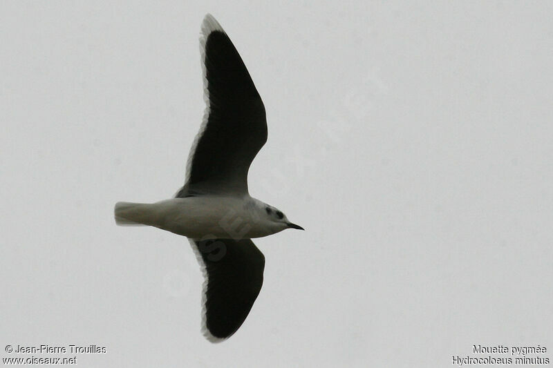 Mouette pygmée