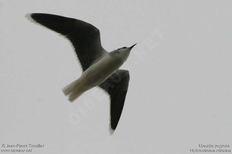 Mouette pygmée