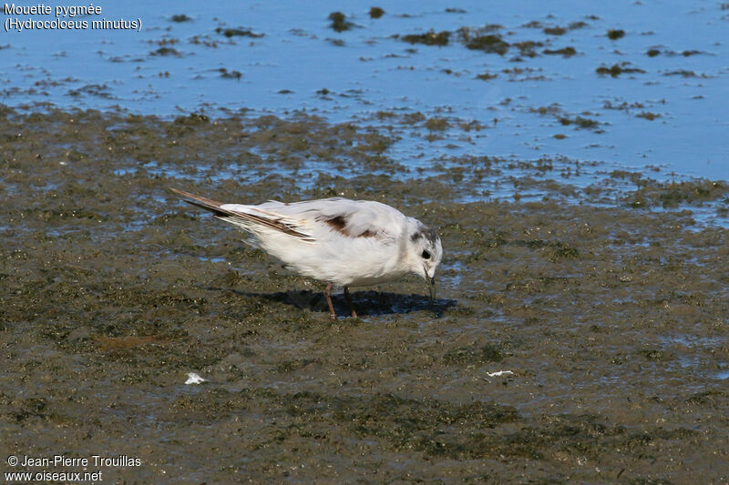 Mouette pygmée