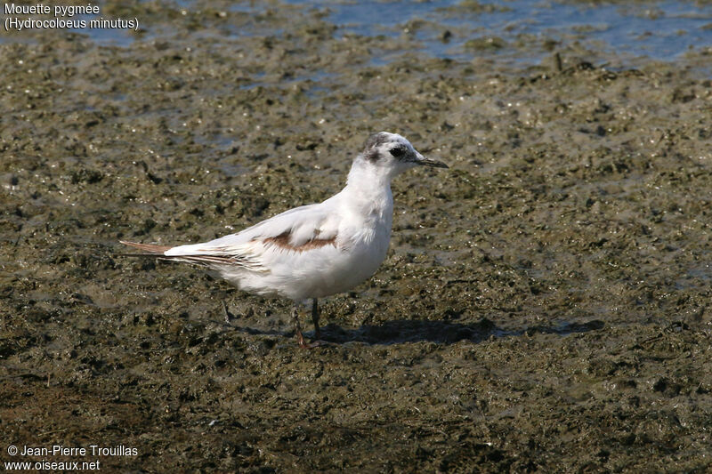 Little Gull