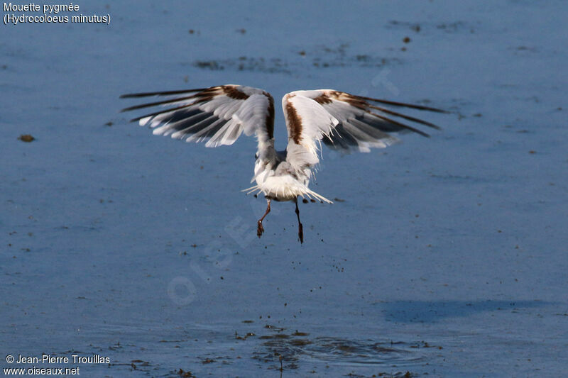 Mouette pygmée