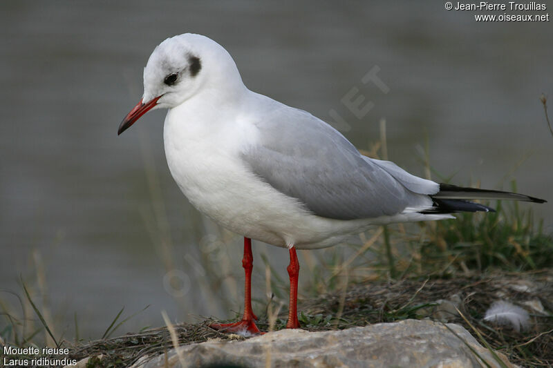 Mouette rieuseadulte internuptial