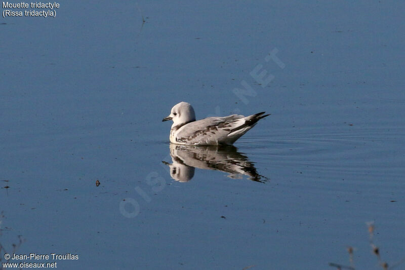 Black-legged KittiwakeFirst year