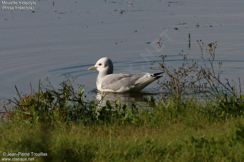 Mouette tridactyleadulte