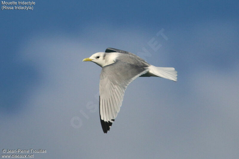 Black-legged Kittiwakeadult, Flight