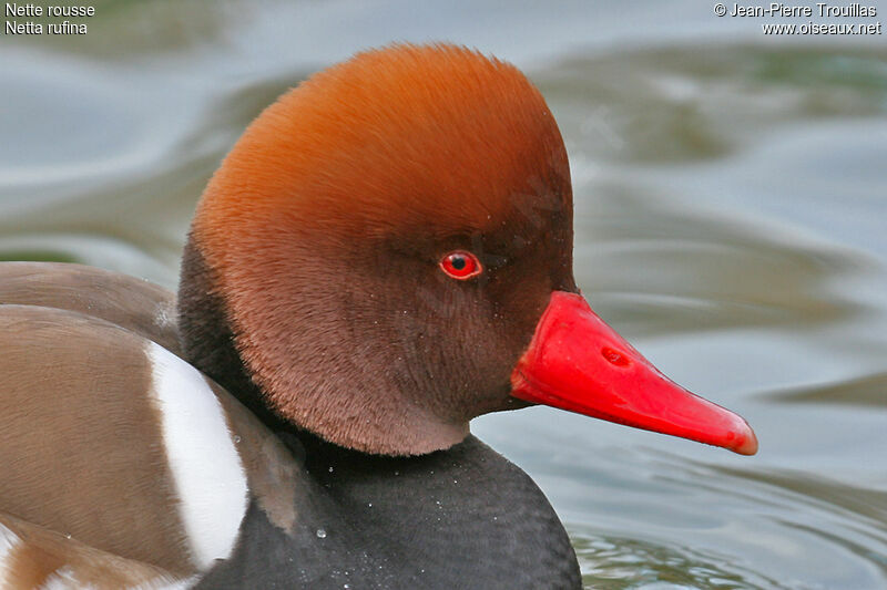 Red-crested Pochard