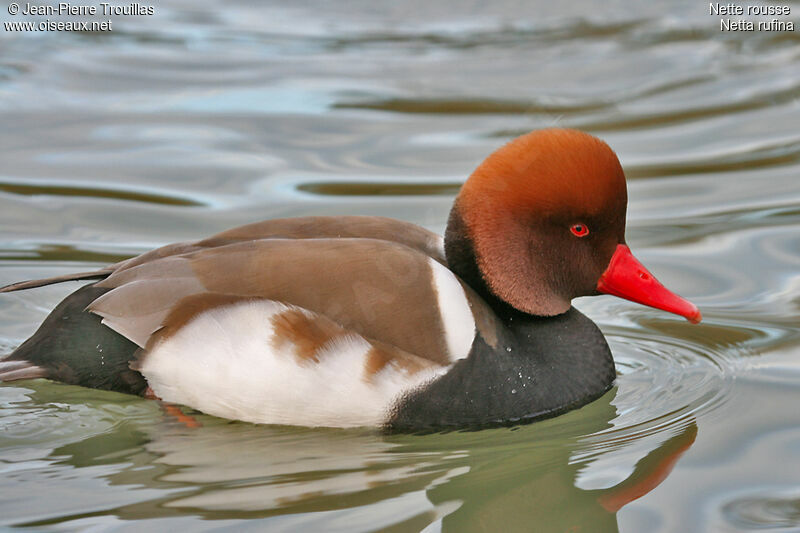 Nette rousse