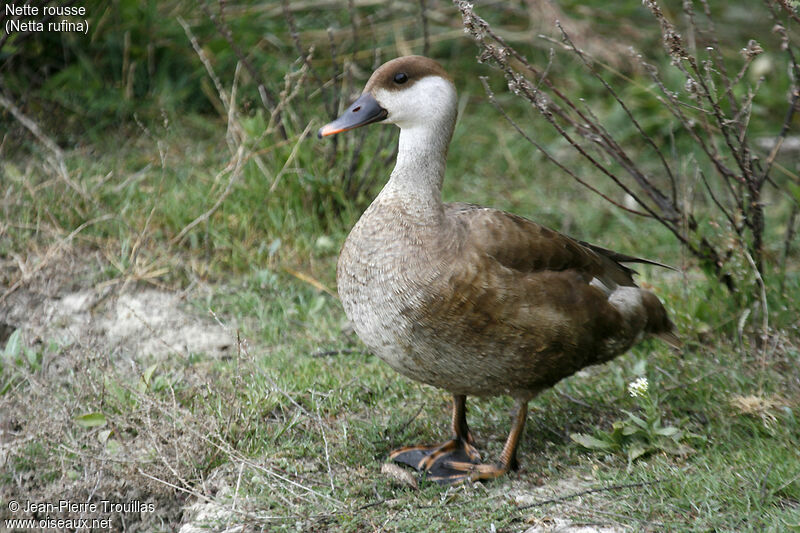 Red-crested Pochard