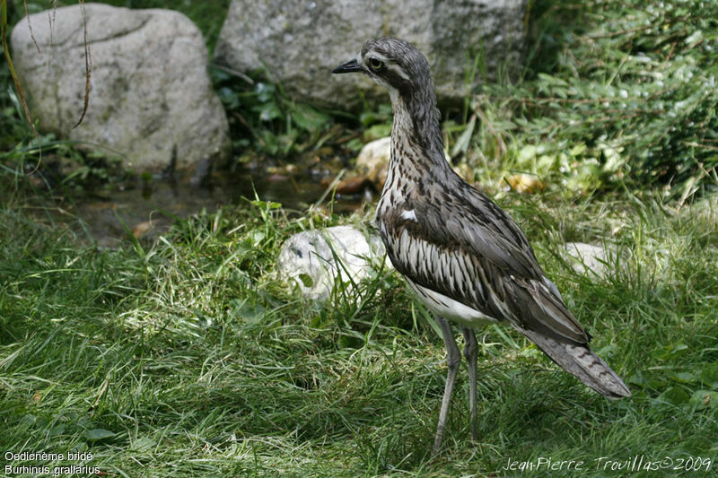 Bush Stone-curlew