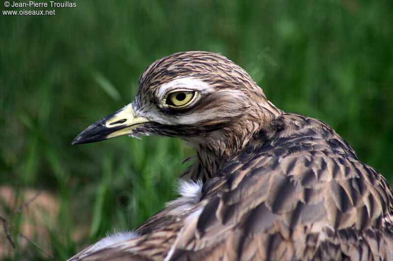 Eurasian Stone-curlew