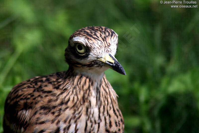 Eurasian Stone-curlewadult