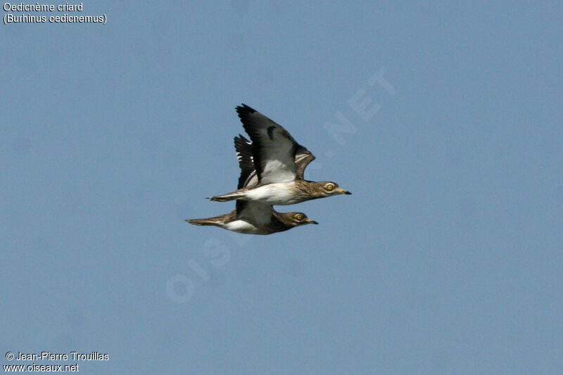 Eurasian Stone-curlew